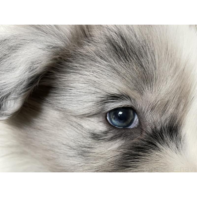 成約済の滋賀県のボーダーコリー-440630の2枚目