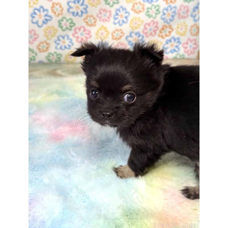 販売中の宮崎県のチワワ(ロングコート)-444356の8枚目