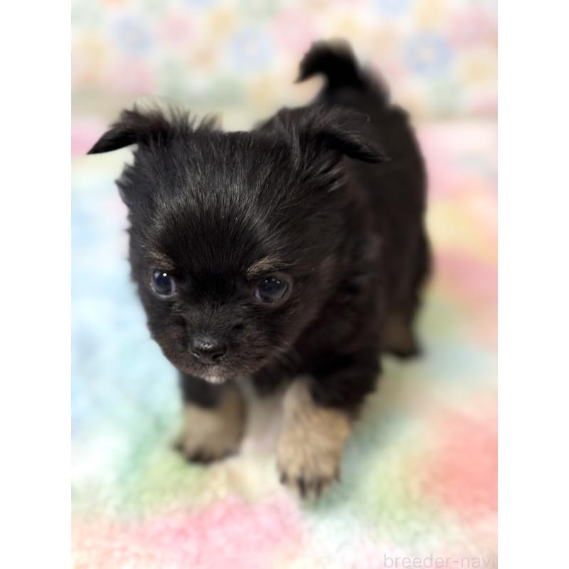 販売中の宮崎県のチワワ(ロングコート)-444356の7枚目