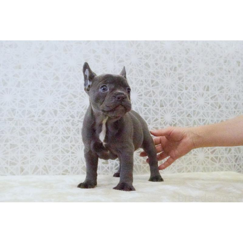 販売中の東京都のフレンチブルドッグ-440556
