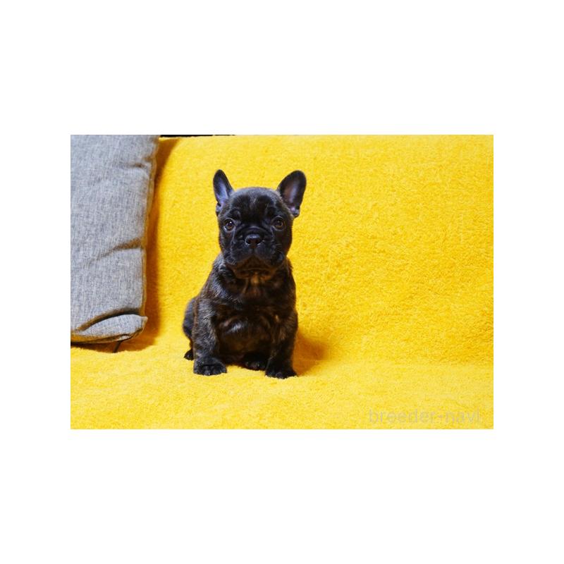 販売中の滋賀県のフレンチブルドッグ-444357の4枚目