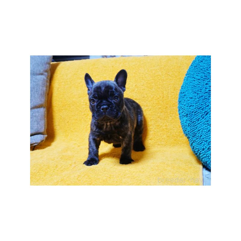 販売中の滋賀県のフレンチブルドッグ-444357の3枚目