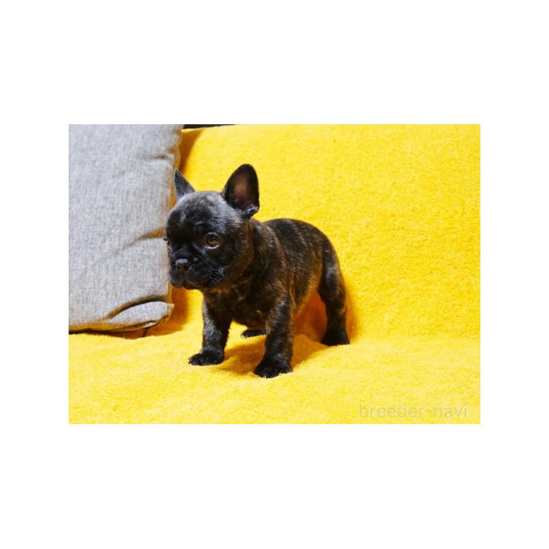 販売中の滋賀県のフレンチブルドッグ-444357の2枚目