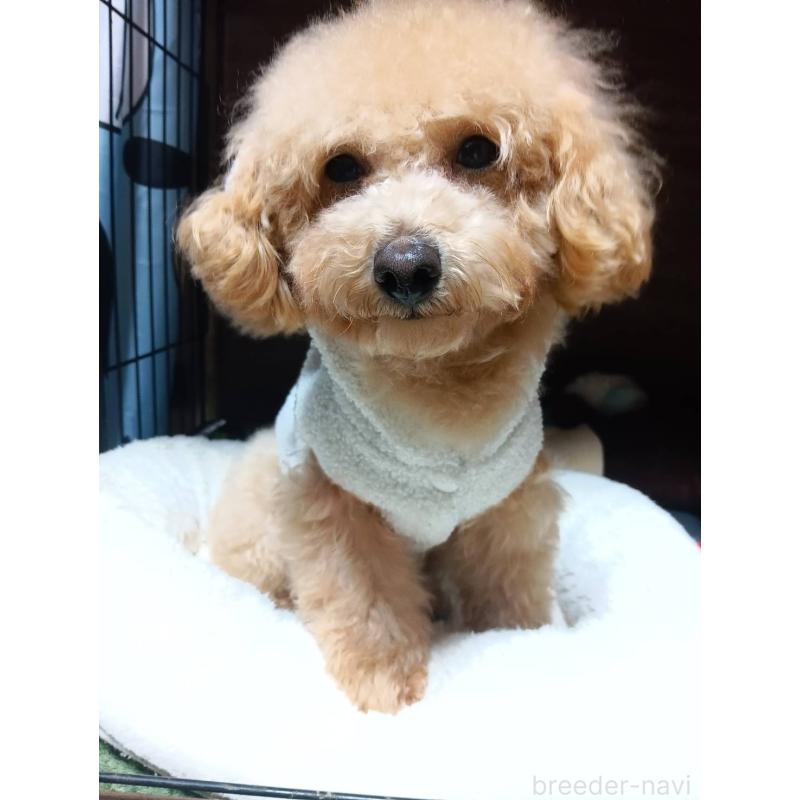 販売中の愛媛県のタイニープードル-367421
