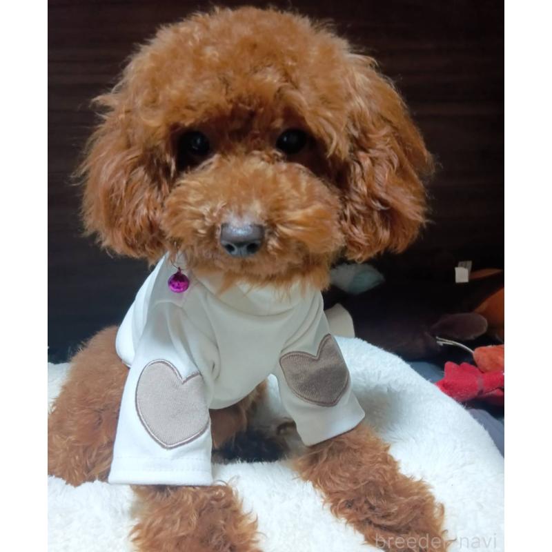 販売中の愛媛県のタイニープードル-405939の1枚目