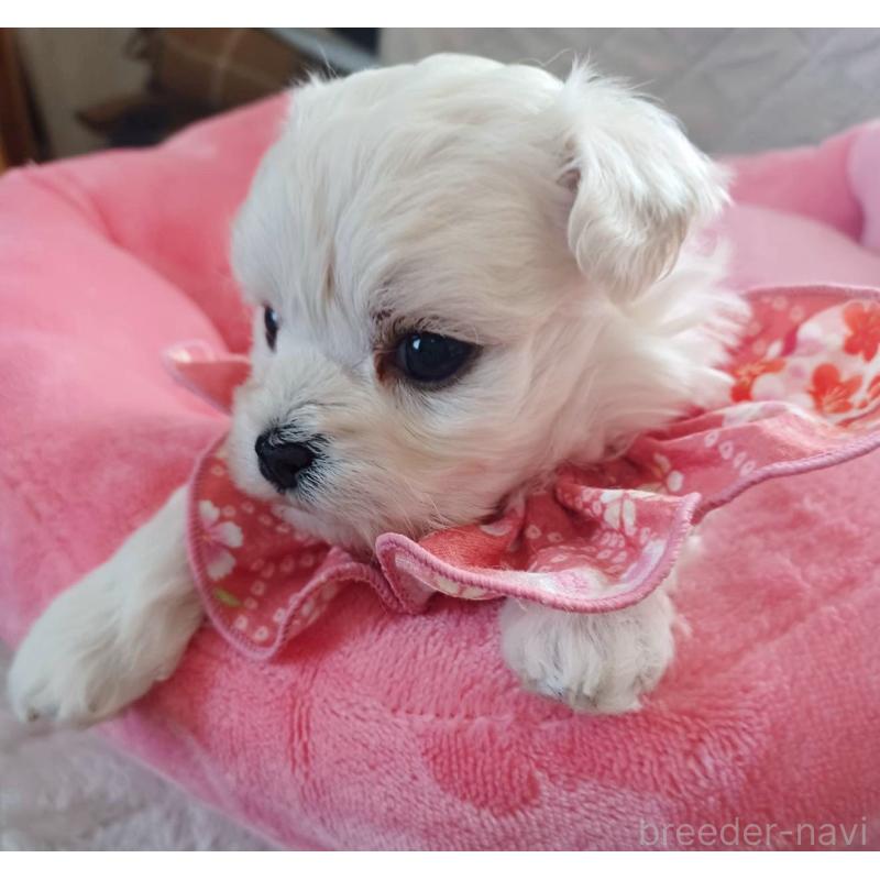 販売中の福岡県のマルプー:マルチーズ×トイプードル-444358の4枚目