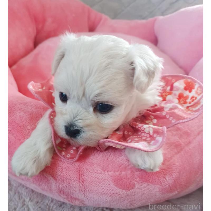 販売中の福岡県のマルプー:マルチーズ×トイプードル-444358の3枚目