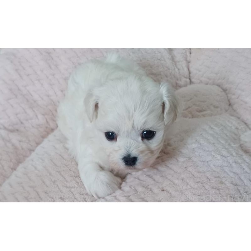 販売中の福岡県のマルプー:マルチーズ×トイプードル-444358の2枚目