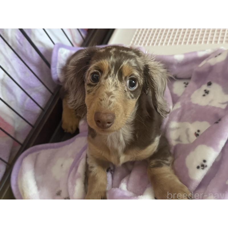 販売中の栃木県のミニチュアダックスフンド(ロングヘアード)-428417の2枚目