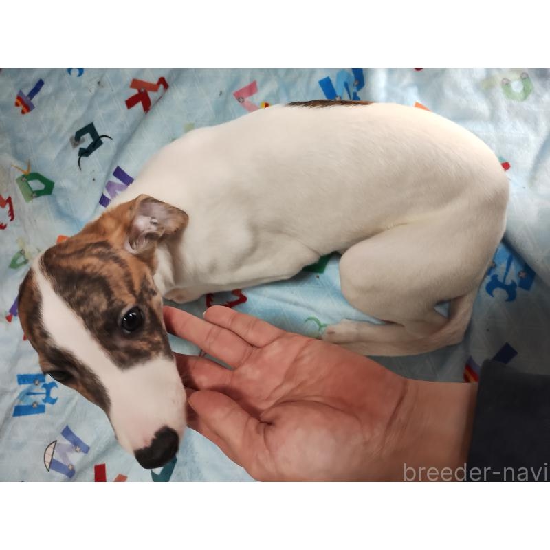 販売中の広島県のウィペット-436044の3枚目