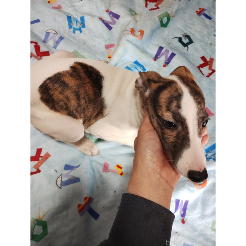 販売中の広島県のウィペット-436044の2枚目