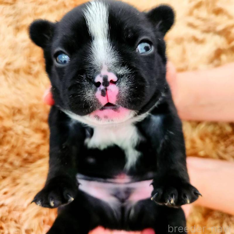 販売中の鹿児島県のフレンチブルドッグ-444361の1枚目