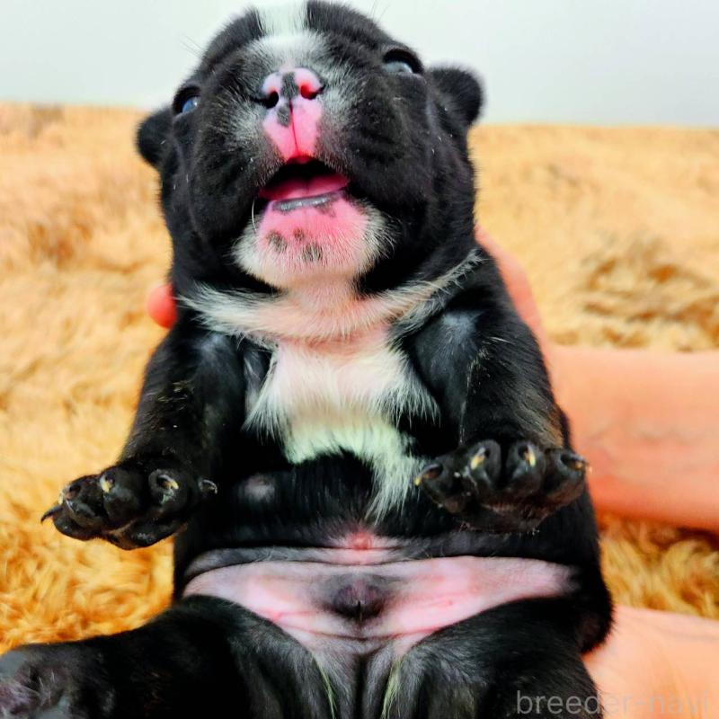 販売中の鹿児島県のフレンチブルドッグ-444361の5枚目