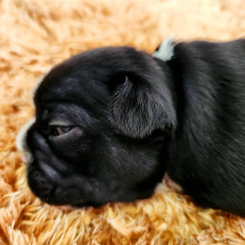 販売中の鹿児島県のフレンチブルドッグ-444361の3枚目