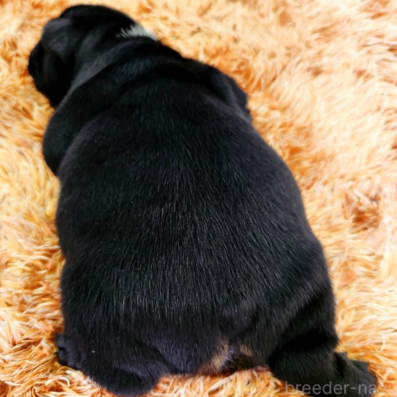 販売中の鹿児島県のフレンチブルドッグ-444361の2枚目