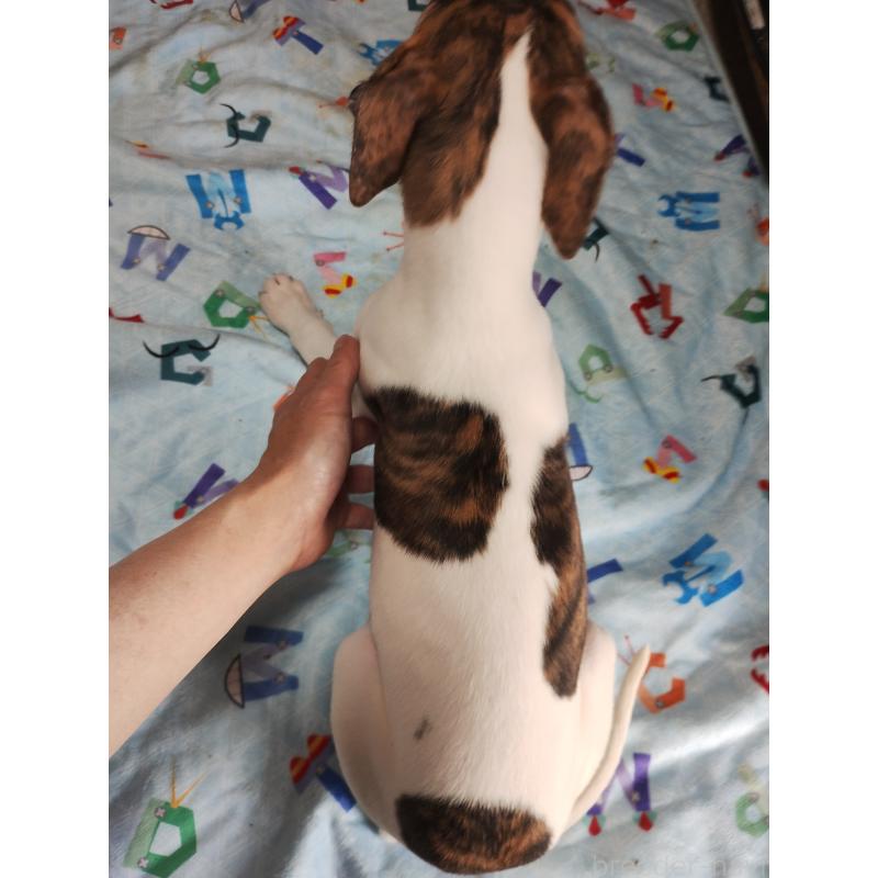 販売中の広島県のウィペット-436048の4枚目