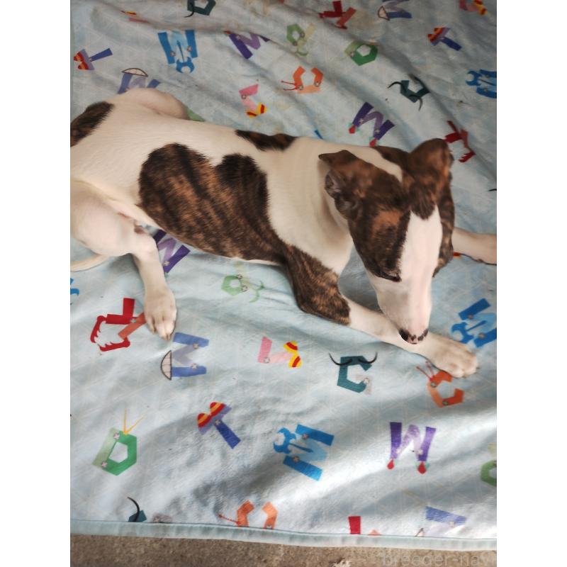 販売中の広島県のウィペット-436048の3枚目