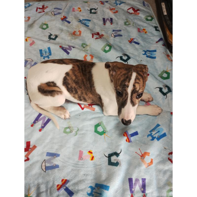 販売中の広島県のウィペット-436051の2枚目