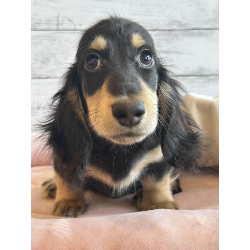 成約済の北海道のミニチュアダックスフンド(ロングヘアード)-428000の6枚目