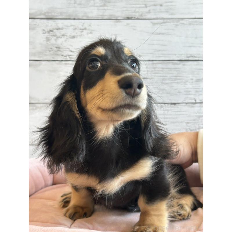 成約済の北海道のミニチュアダックスフンド(ロングヘアード)-428000の5枚目