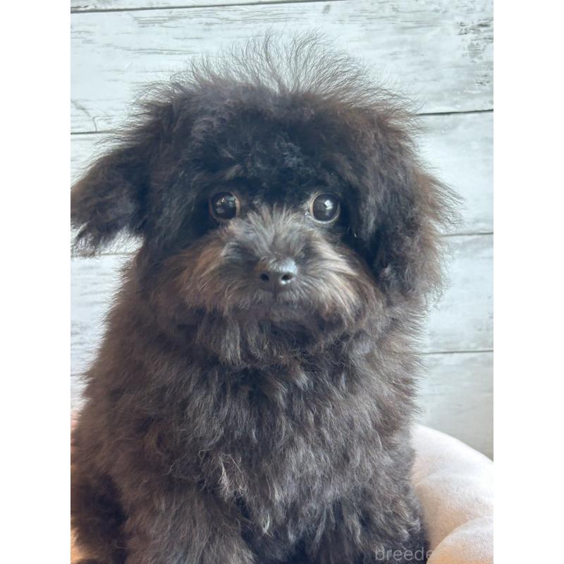 販売中の北海道のチワプー:チワワ×トイプードル-426342の5枚目