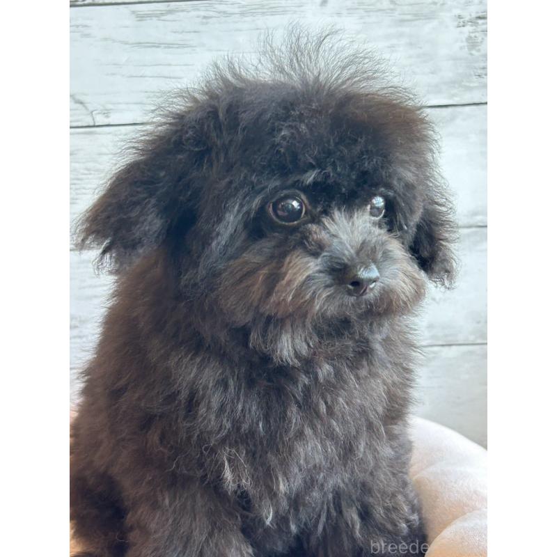 販売中の北海道のチワプー:チワワ×トイプードル-426342の4枚目