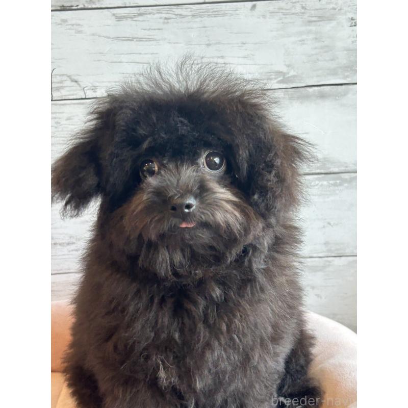 販売中の北海道のチワプー:チワワ×トイプードル-426342の3枚目