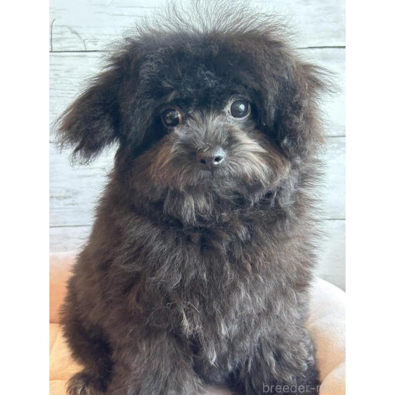 販売中の北海道のチワプー:チワワ×トイプードル-426342の2枚目