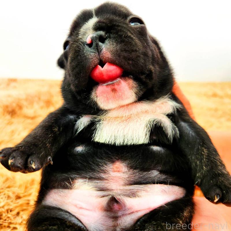 販売中の鹿児島県のフレンチブルドッグ-444363の5枚目