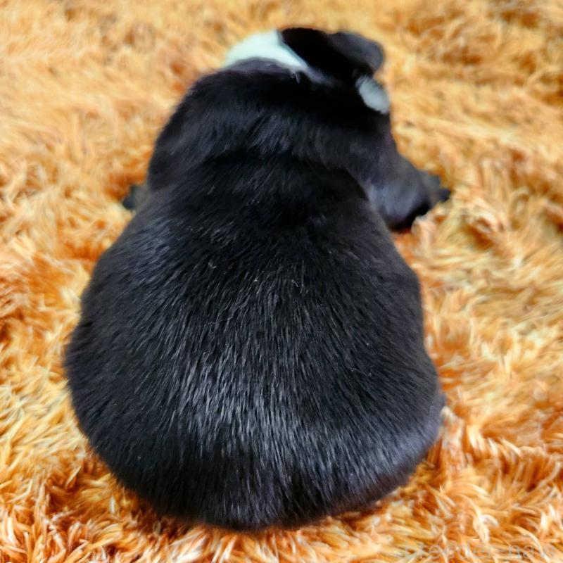 販売中の鹿児島県のフレンチブルドッグ-444363の2枚目