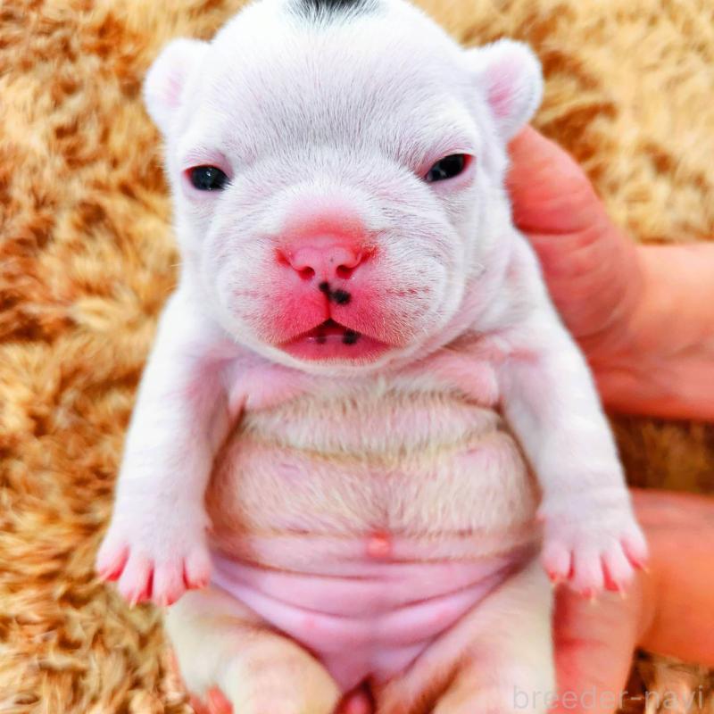 販売中の鹿児島県のフレンチブルドッグ-444365