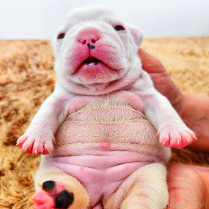 販売中の鹿児島県のフレンチブルドッグ-444365の5枚目