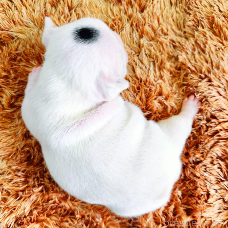 販売中の鹿児島県のフレンチブルドッグ-444365の4枚目