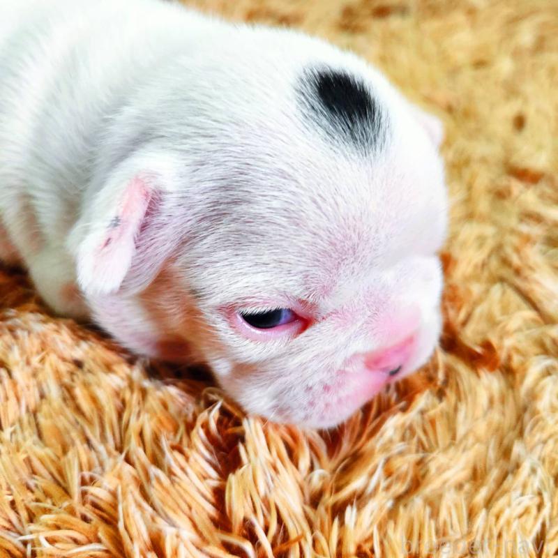 販売中の鹿児島県のフレンチブルドッグ-444365の3枚目