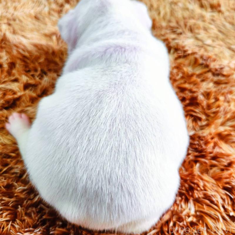 販売中の鹿児島県のフレンチブルドッグ-444365の2枚目