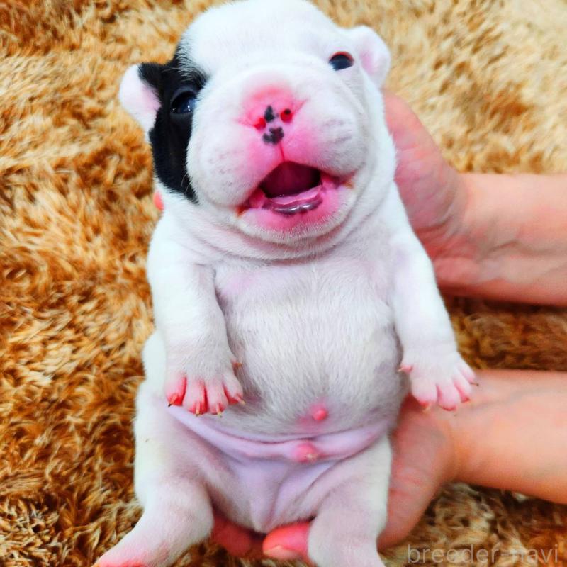 販売中の鹿児島県のフレンチブルドッグ-444366の7枚目