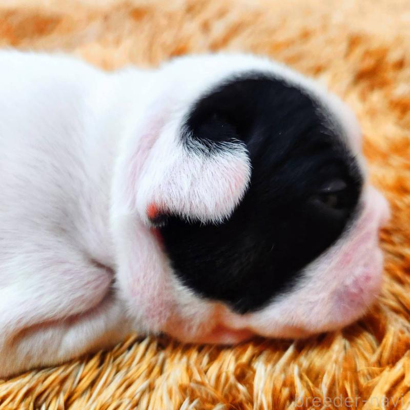 販売中の鹿児島県のフレンチブルドッグ-444366の5枚目