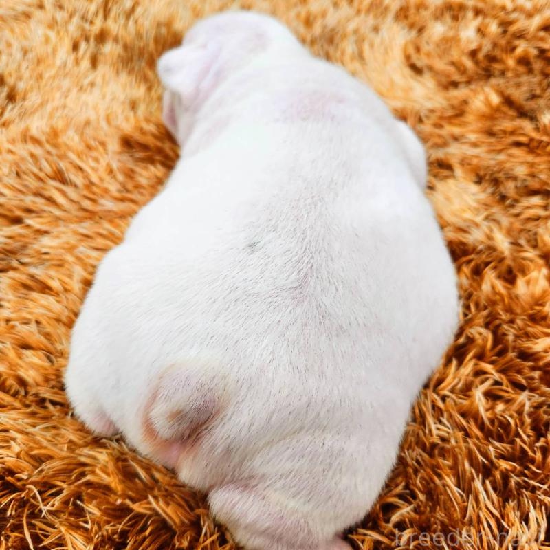 販売中の鹿児島県のフレンチブルドッグ-444366の3枚目