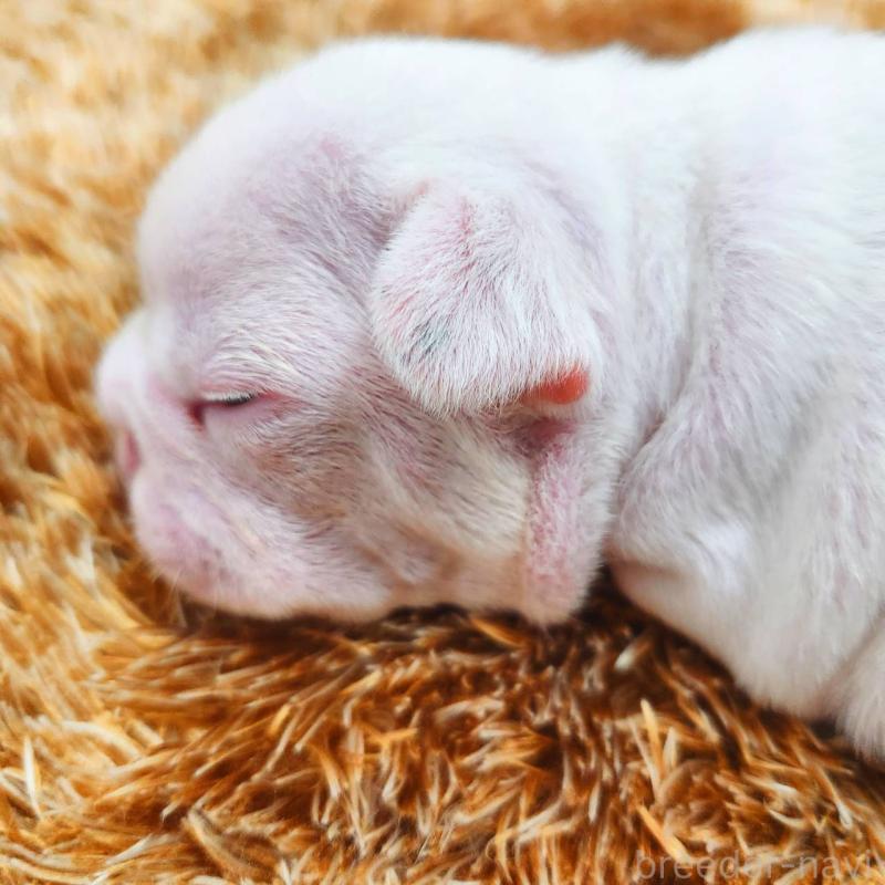 販売中の鹿児島県のフレンチブルドッグ-444366の2枚目