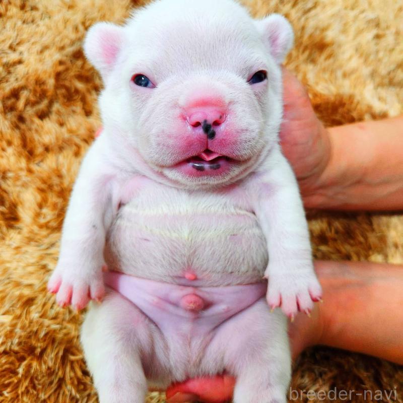 販売中の鹿児島県のフレンチブルドッグ-444367の1枚目