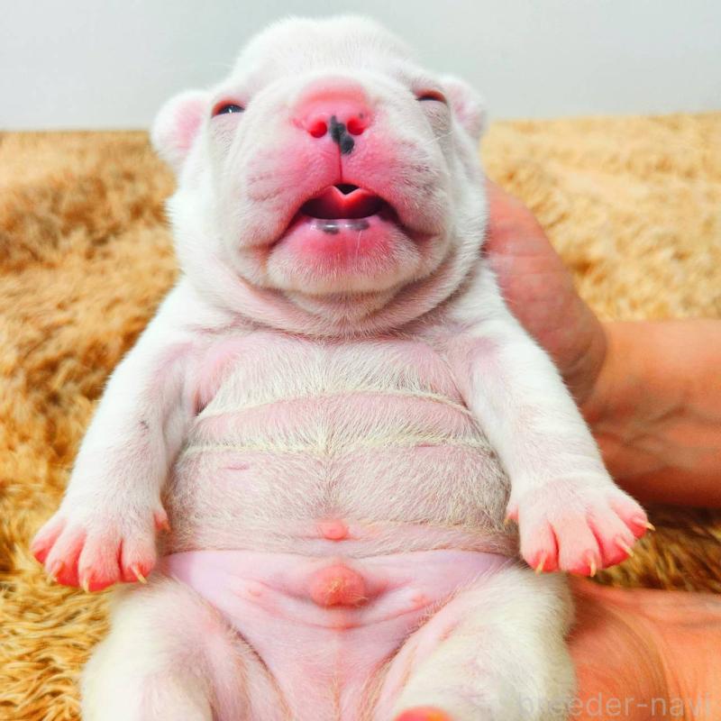 販売中の鹿児島県のフレンチブルドッグ-444367の5枚目