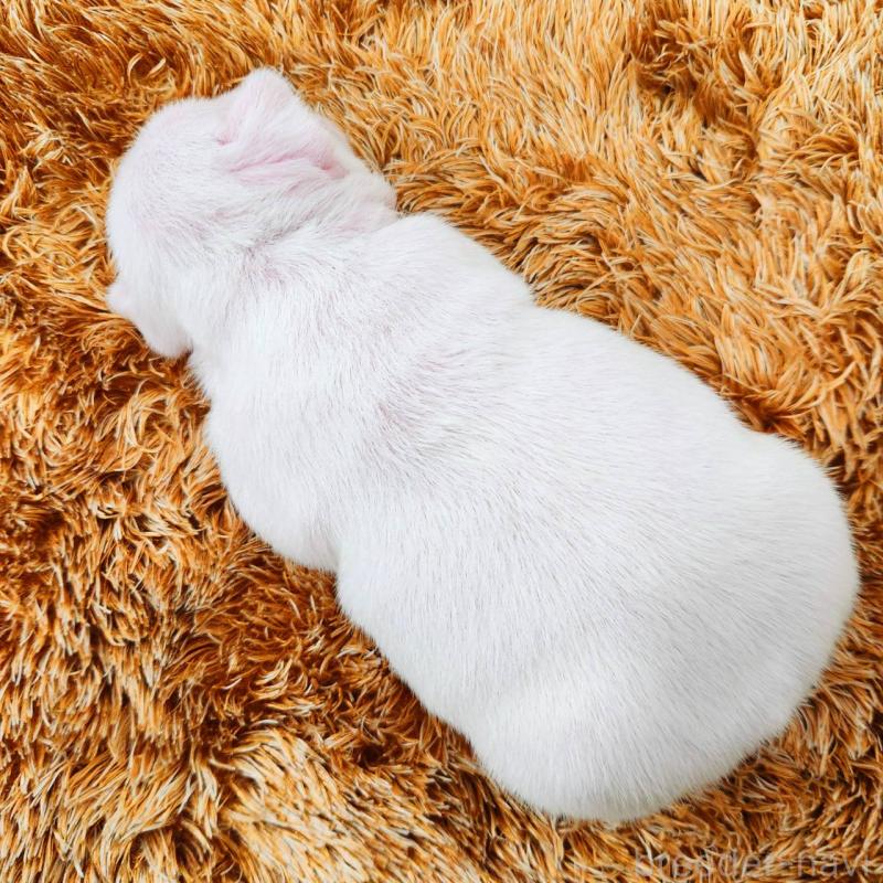 販売中の鹿児島県のフレンチブルドッグ-444367の4枚目