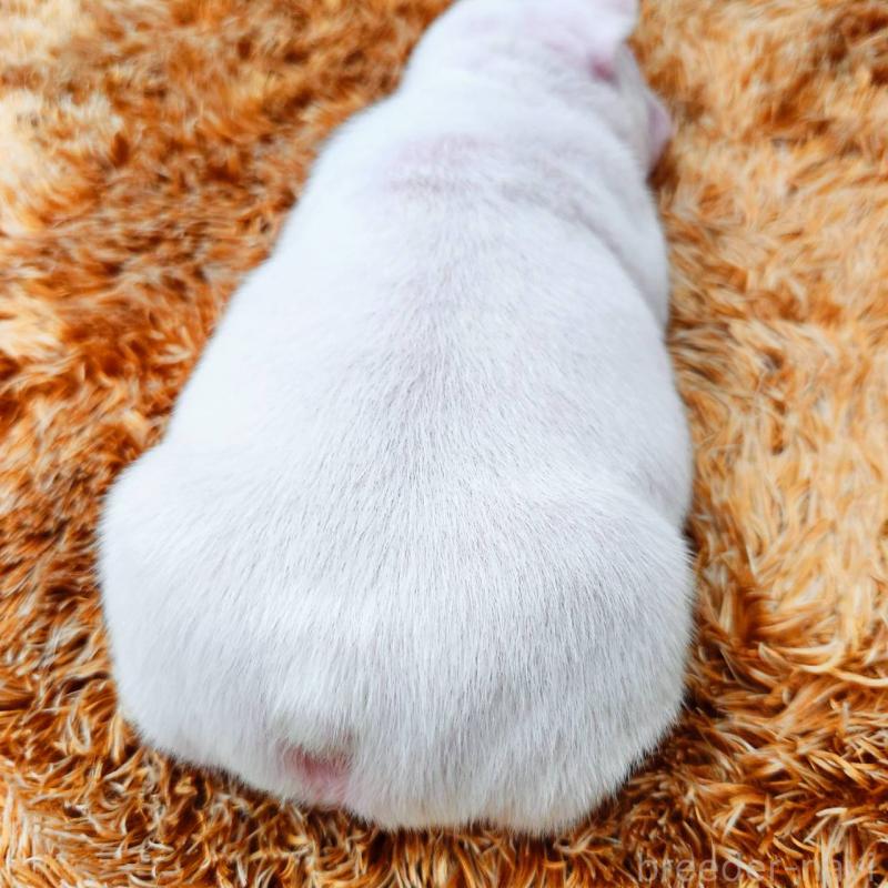 販売中の鹿児島県のフレンチブルドッグ-444367の2枚目