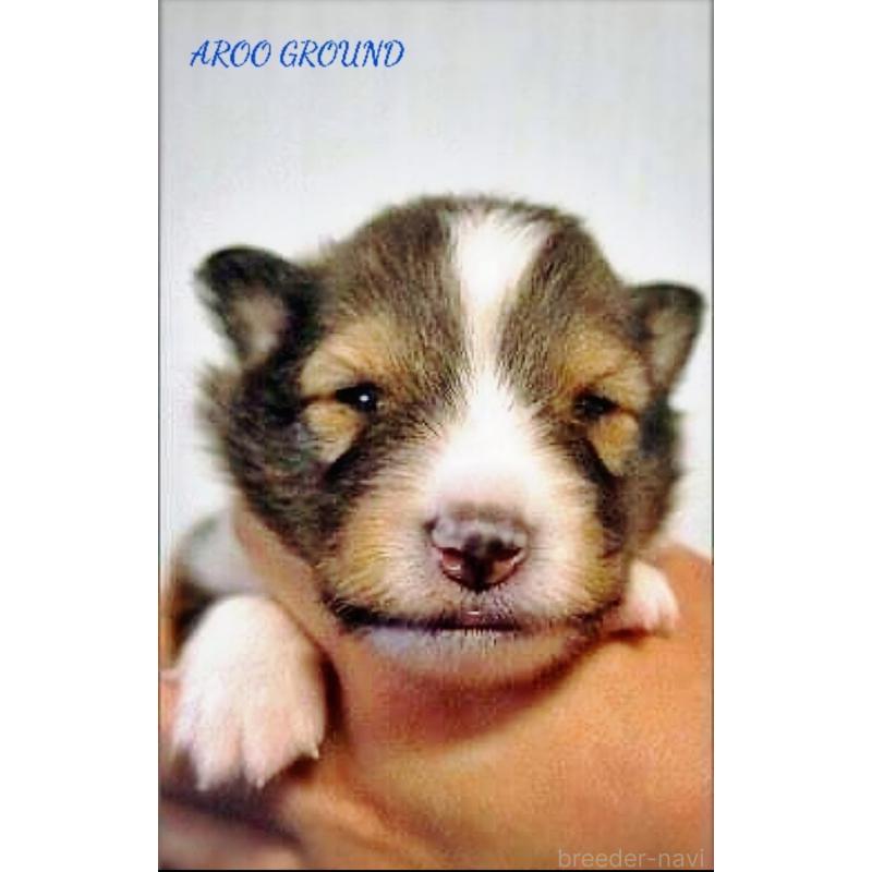 商談中の広島県のシェットランドシープドッグ(シェルティ)-439303の9枚目