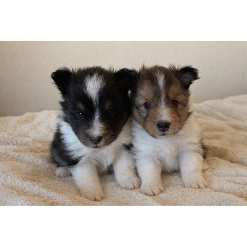 商談中の広島県のシェットランドシープドッグ(シェルティ)-439303の8枚目