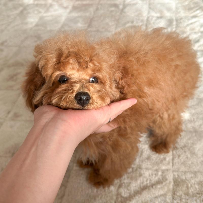 販売中の茨城県のタイニープードル-433673の7枚目