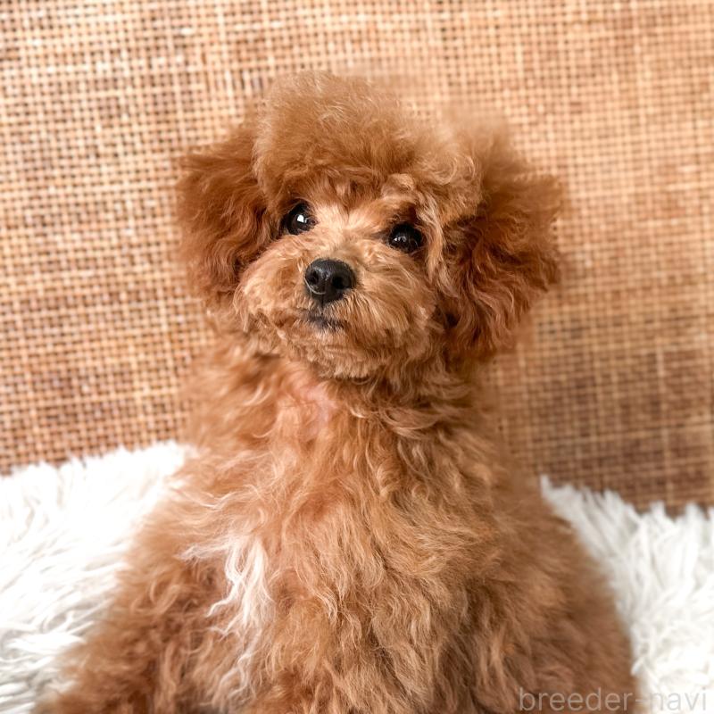 販売中の茨城県のタイニープードル-433673の6枚目