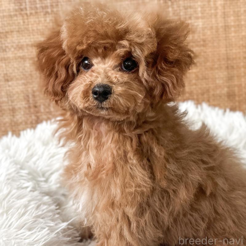 販売中の茨城県のタイニープードル-433673の3枚目