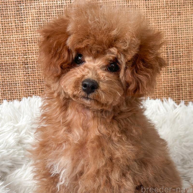 販売中の茨城県のタイニープードル-433673の2枚目