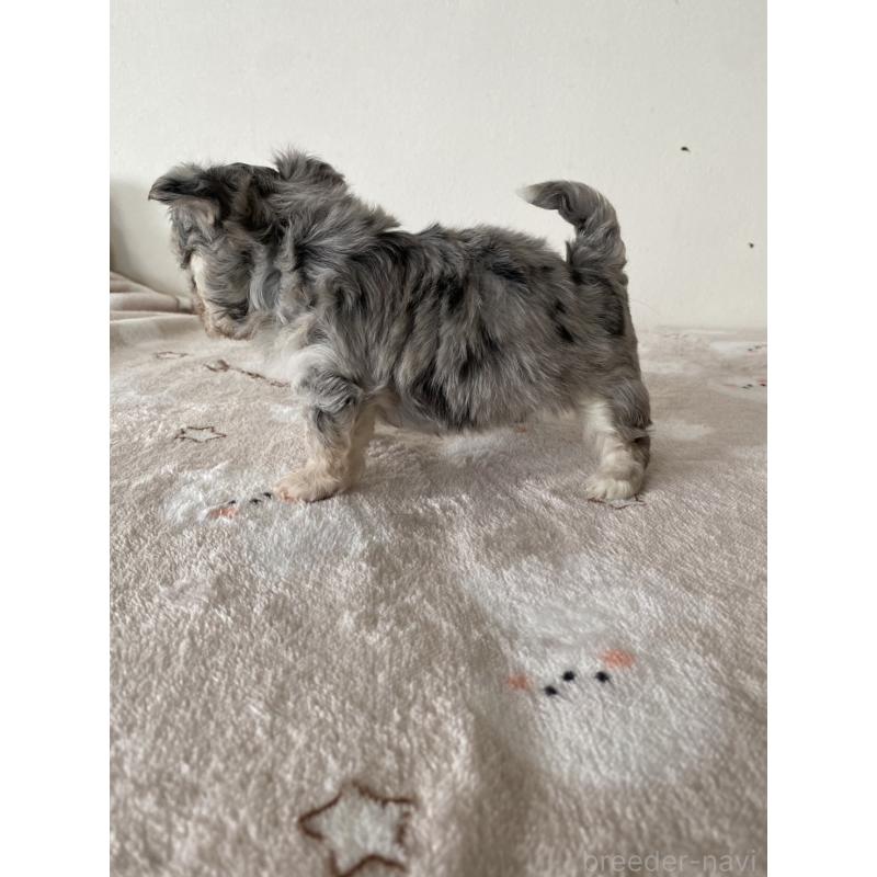 販売中の東京都のチワマル:チワワ×マルチーズ-444371の6枚目